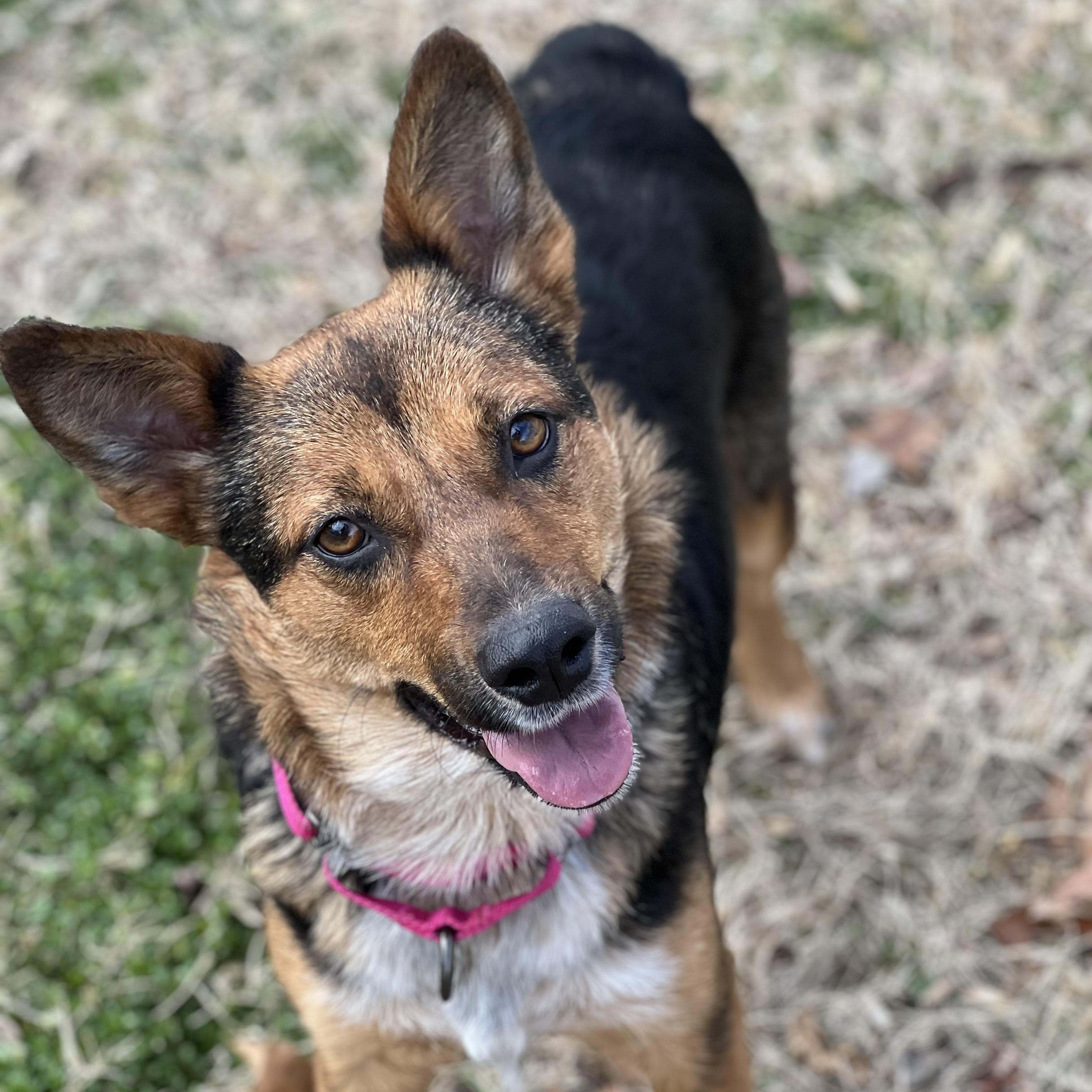 Enlarge Trudy, a ADOPTABLE mixed breed in Hughesville, MD image 1/5