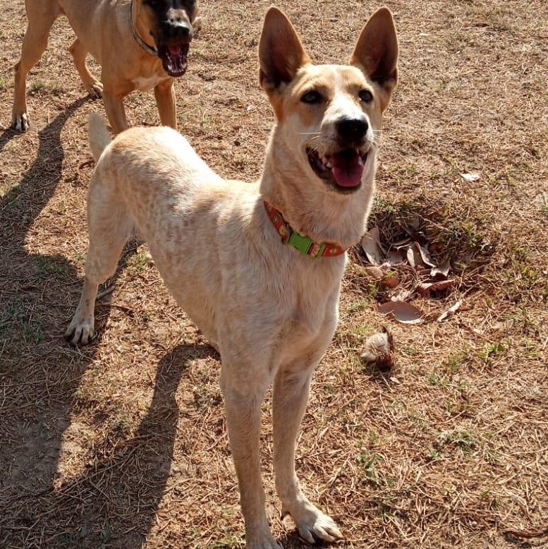 Enlarge Frida, a Adoptable mixed breed in EL COLORADO, JAL image 2/4