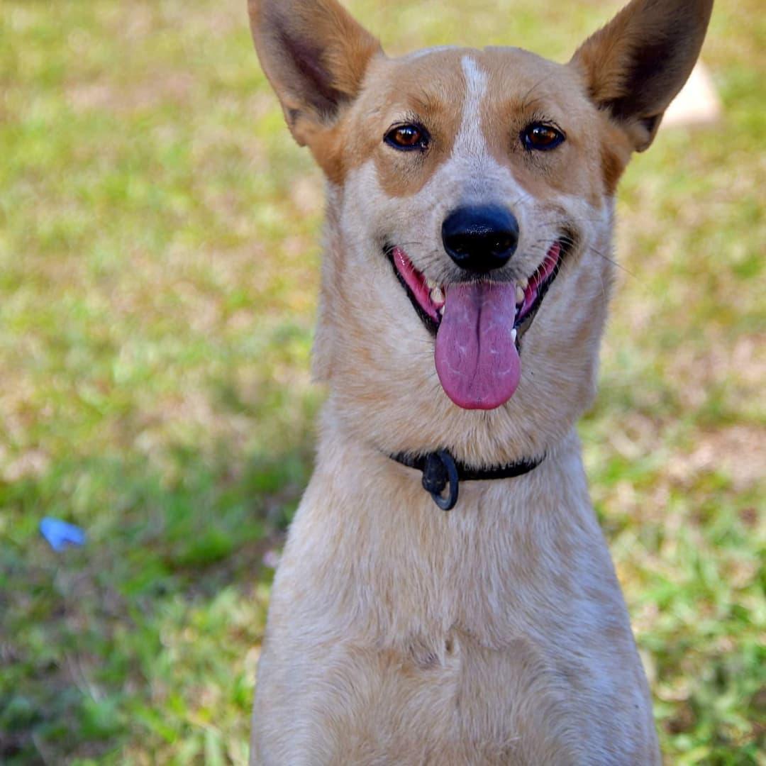 Enlarge Frida, a Adoptable mixed breed in EL COLORADO, JAL image 1/4