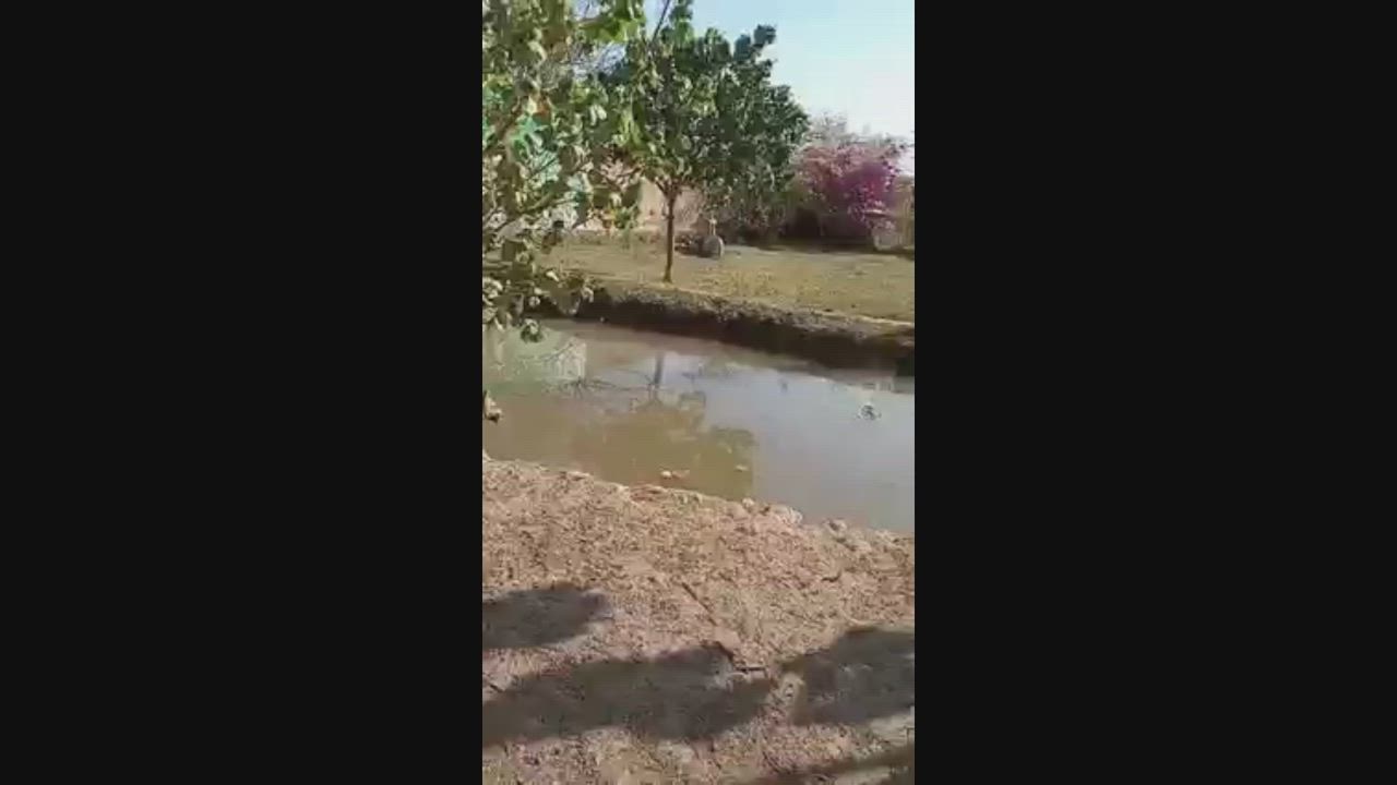 Enlarge Frida, a Adoptable mixed breed in EL COLORADO, JAL video 3/4