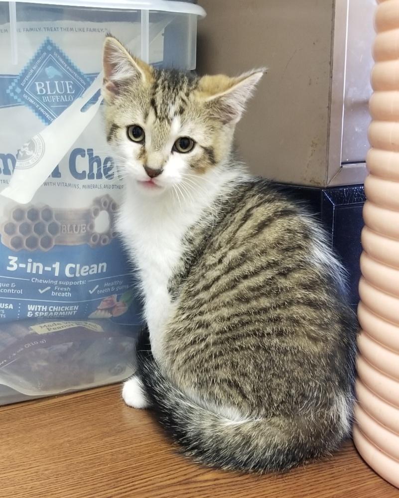 Tabby wWhite Kitten (cc7216), a ADOPTABLE Domestic Short Hair in West Orange, NJ image 3/5