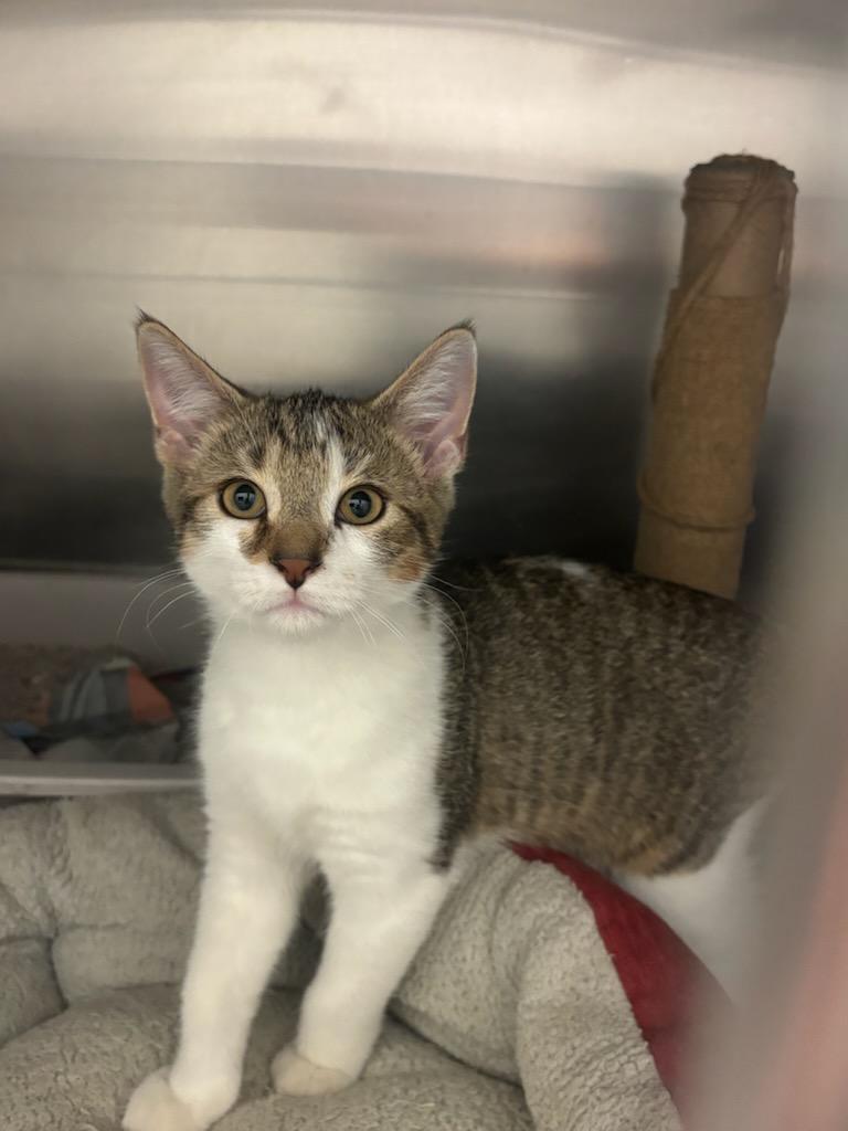 Tabby wWhite Kitten (cc7216), ADOPTABLE, Kitten Female Domestic Short Hair.