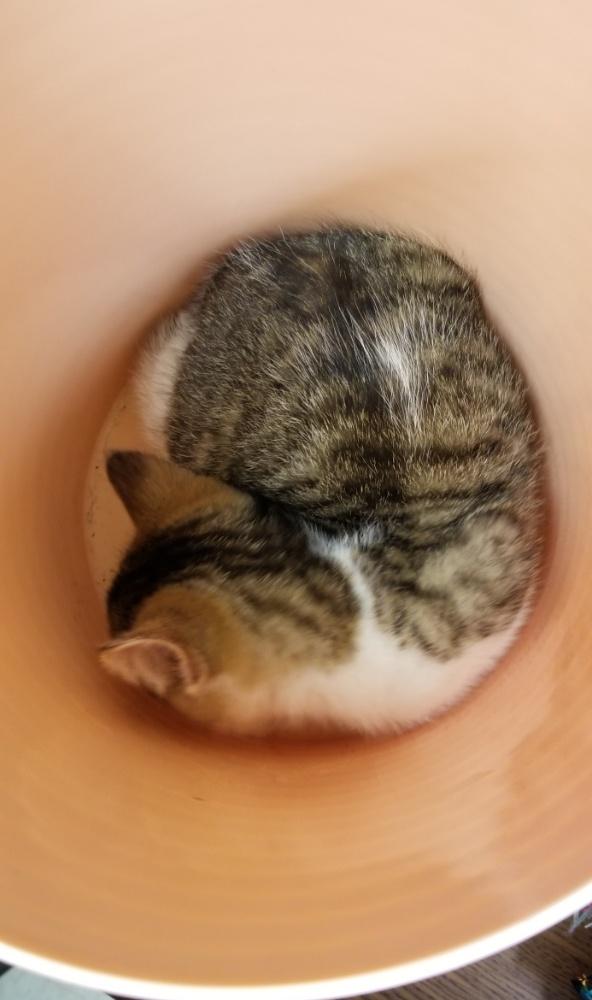 Tabby wWhite Kitten (cc7216), a ADOPTABLE Domestic Short Hair in West Orange, NJ image 5/5
