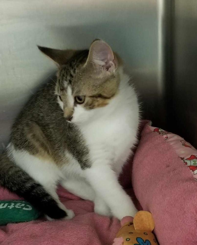 Tabby wWhite Kitten (cc7216), a ADOPTABLE Domestic Short Hair in West Orange, NJ image 5/5