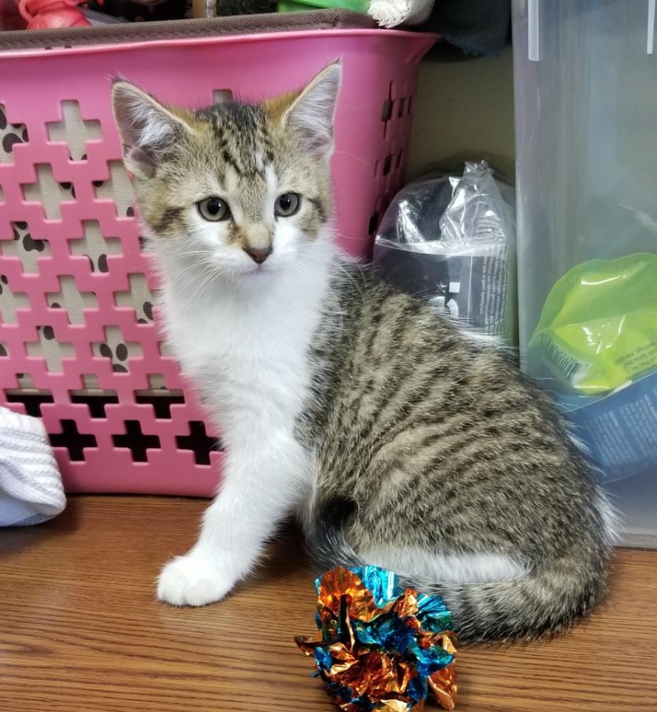 Tabby wWhite Kitten (cc7216), a ADOPTABLE Domestic Short Hair in West Orange, NJ image 2/5
