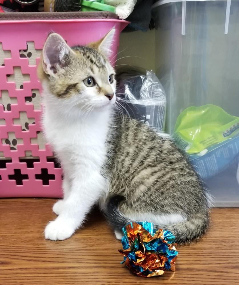 Tabby wWhite Kitten (cc7216), ADOPTABLE, Kitten Female Domestic Short Hair.