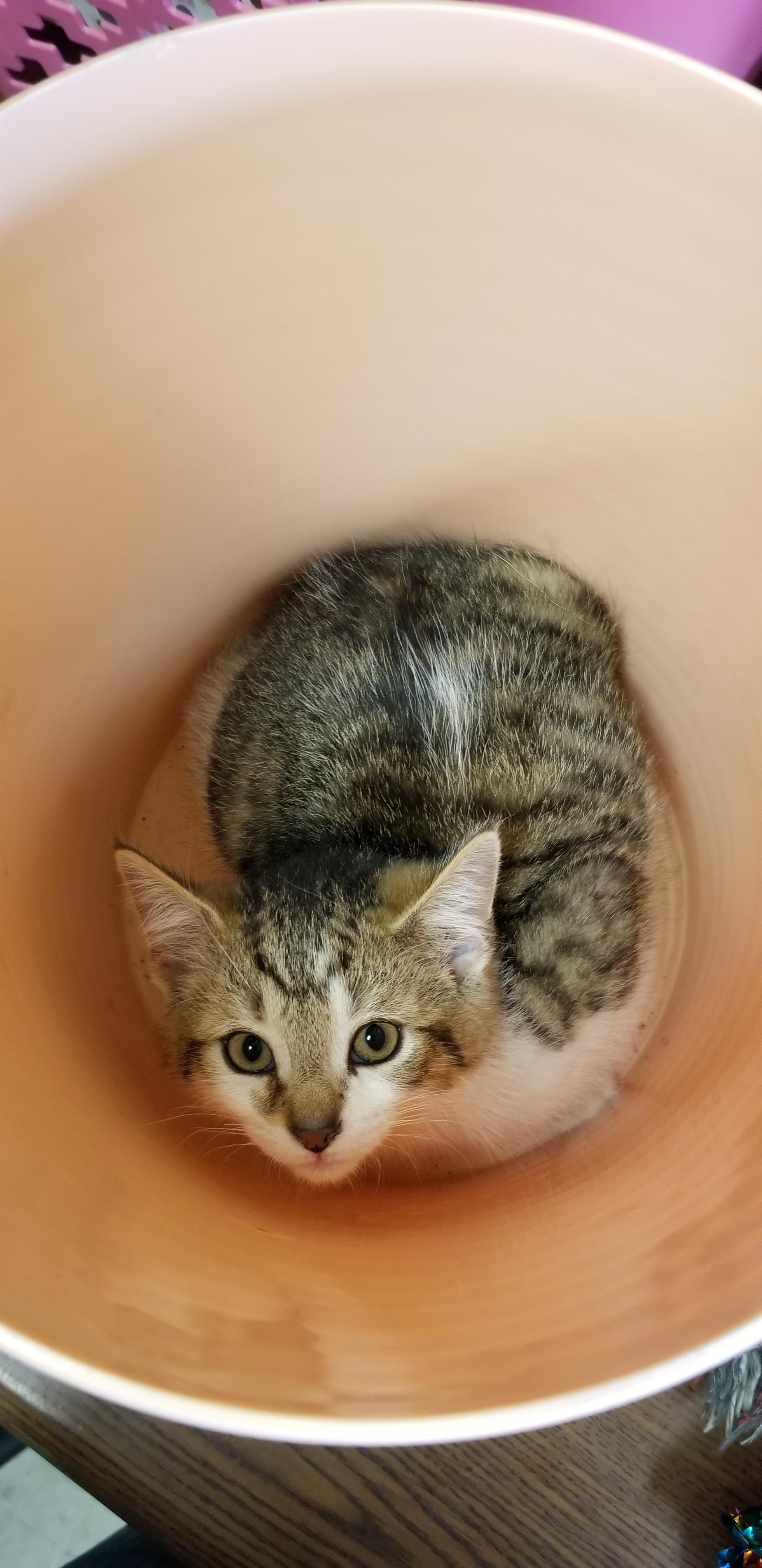 Tabby wWhite Kitten (cc7216), a ADOPTABLE Domestic Short Hair in West Orange, NJ image 4/5