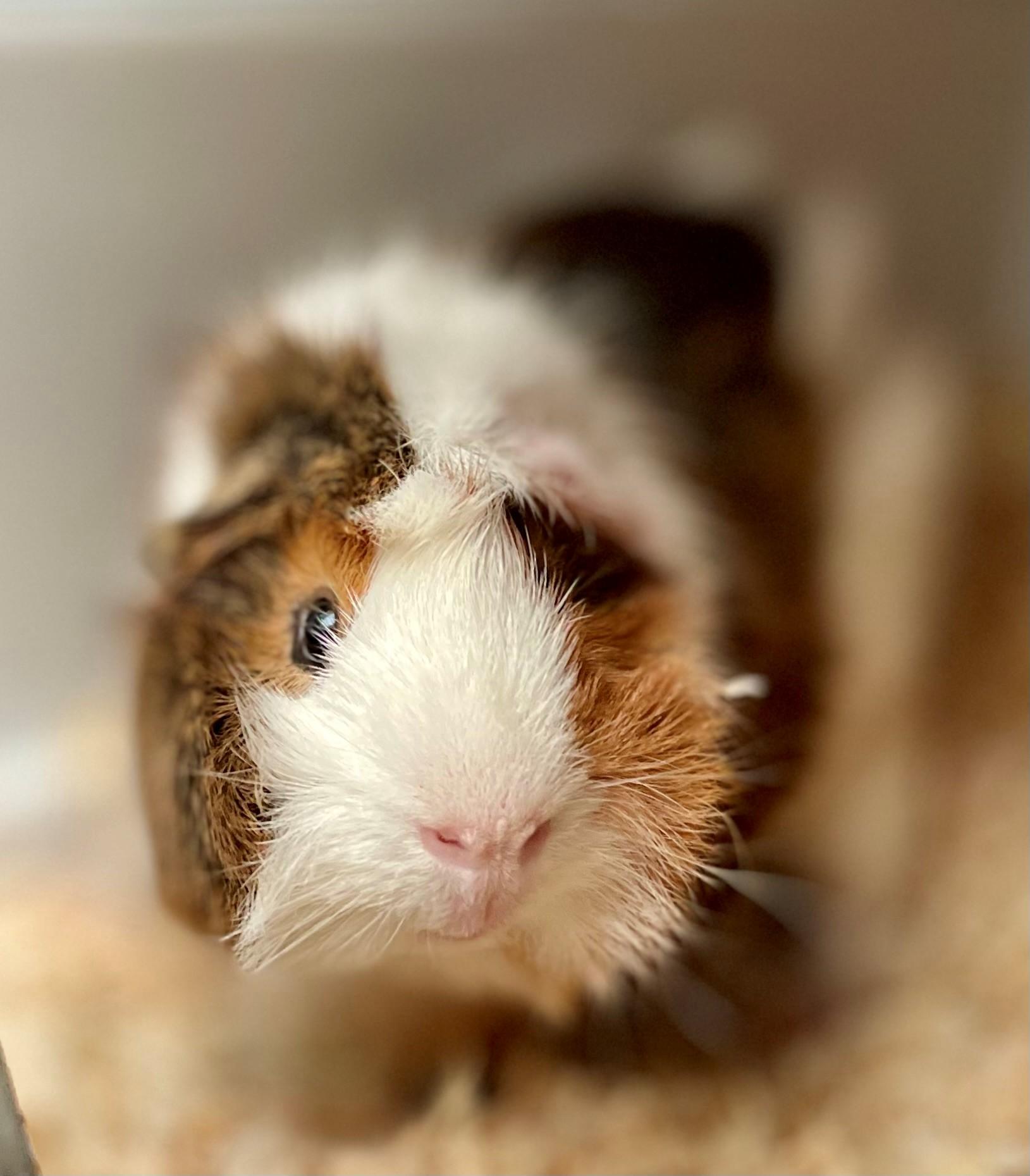 Croquette, Adult Male unknown