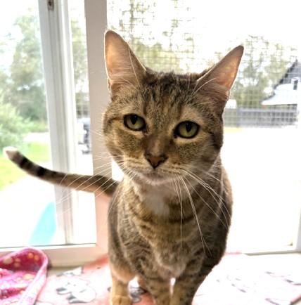 Enlarge Whistle, a Adoptable Domestic Short Hair in Long Beach, WA image 3/3