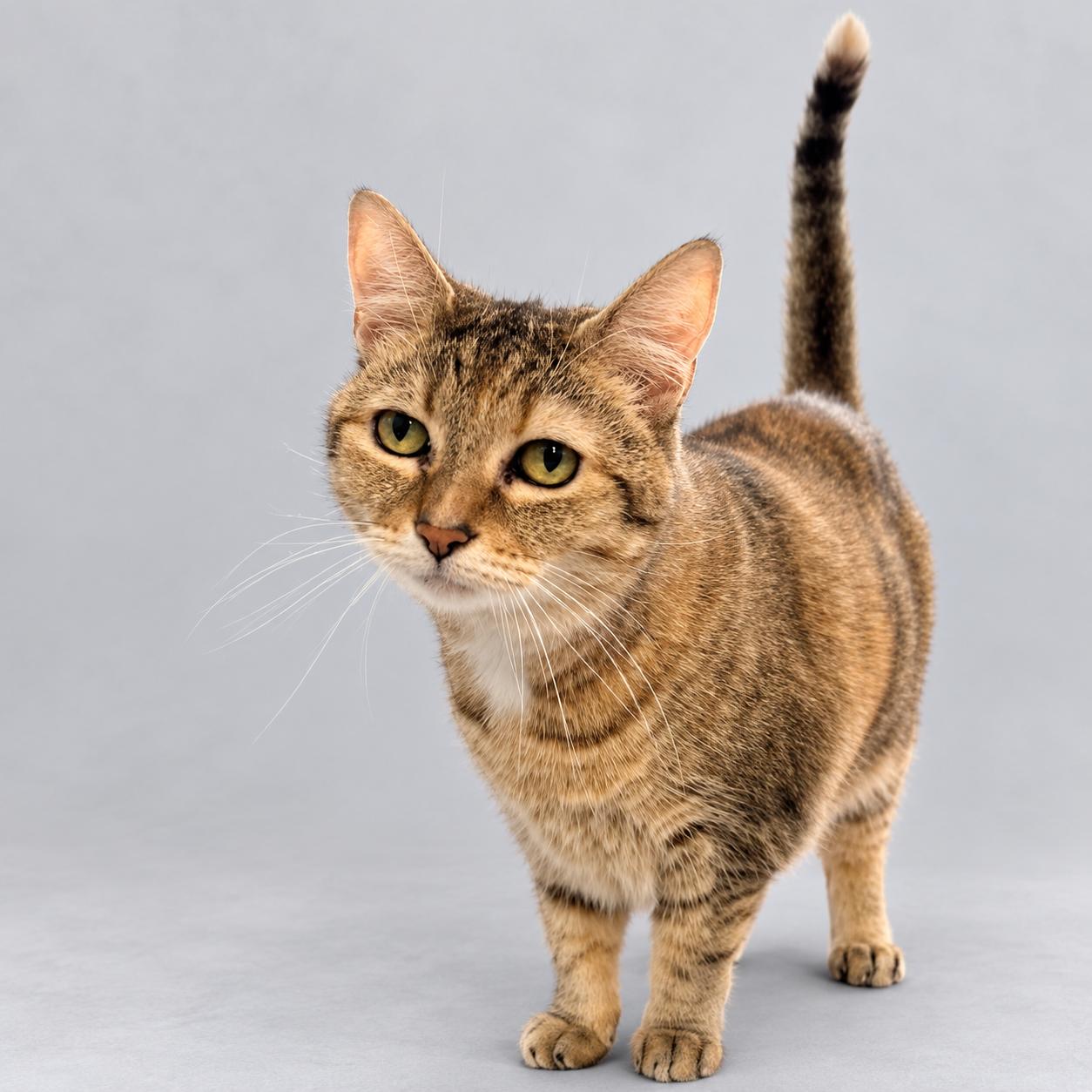 Enlarge Whistle, a Adoptable Domestic Short Hair in Long Beach, WA image 1/3