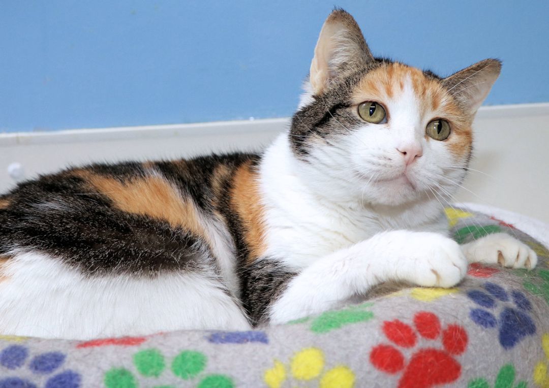 Rosalyn, a Adoptable mixed breed in Cincinnati, OH image 5/6