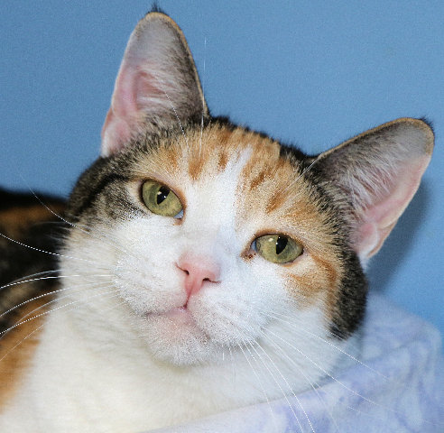 Rosalyn, a Adoptable mixed breed in Cincinnati, OH image 1/6