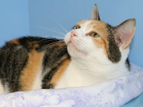 Rosalyn, a Adoptable mixed breed in Cincinnati, OH image 6/6