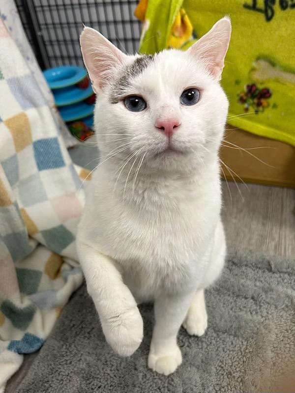 Joey *, a Adoptable Domestic Short Hair in Douglas, MI image 1/4