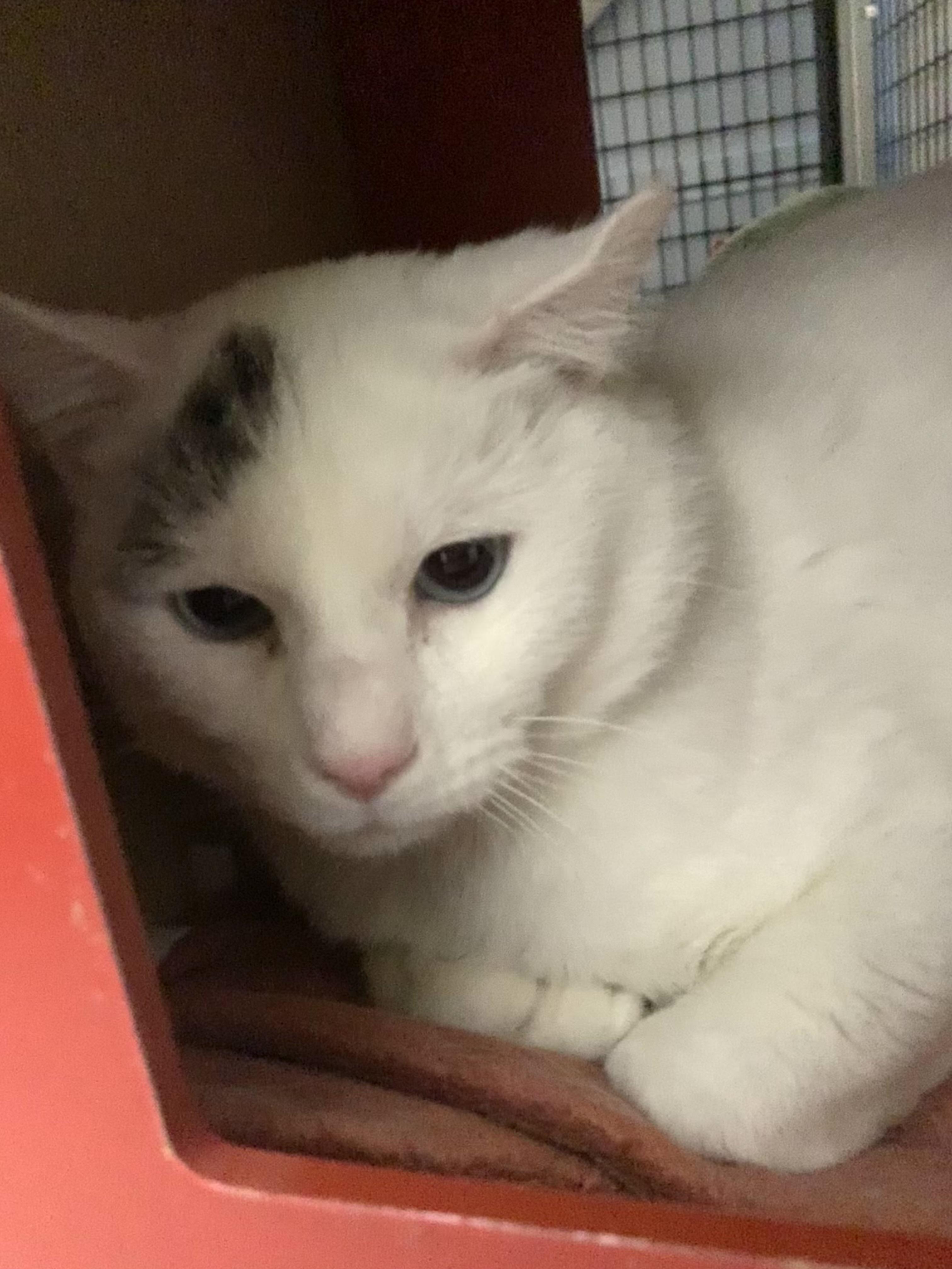 Joey *, a Adoptable Domestic Short Hair in Douglas, MI image 4/4