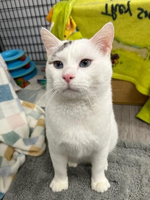 Joey *, a Adoptable Domestic Short Hair in Douglas, MI image 3/4