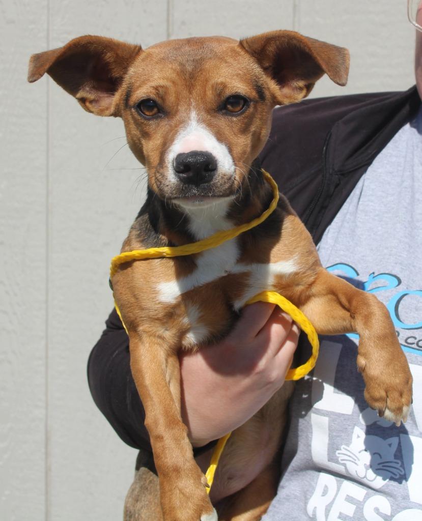 Button, Adoptable, Puppy Female Terrier & Mixed Breed.