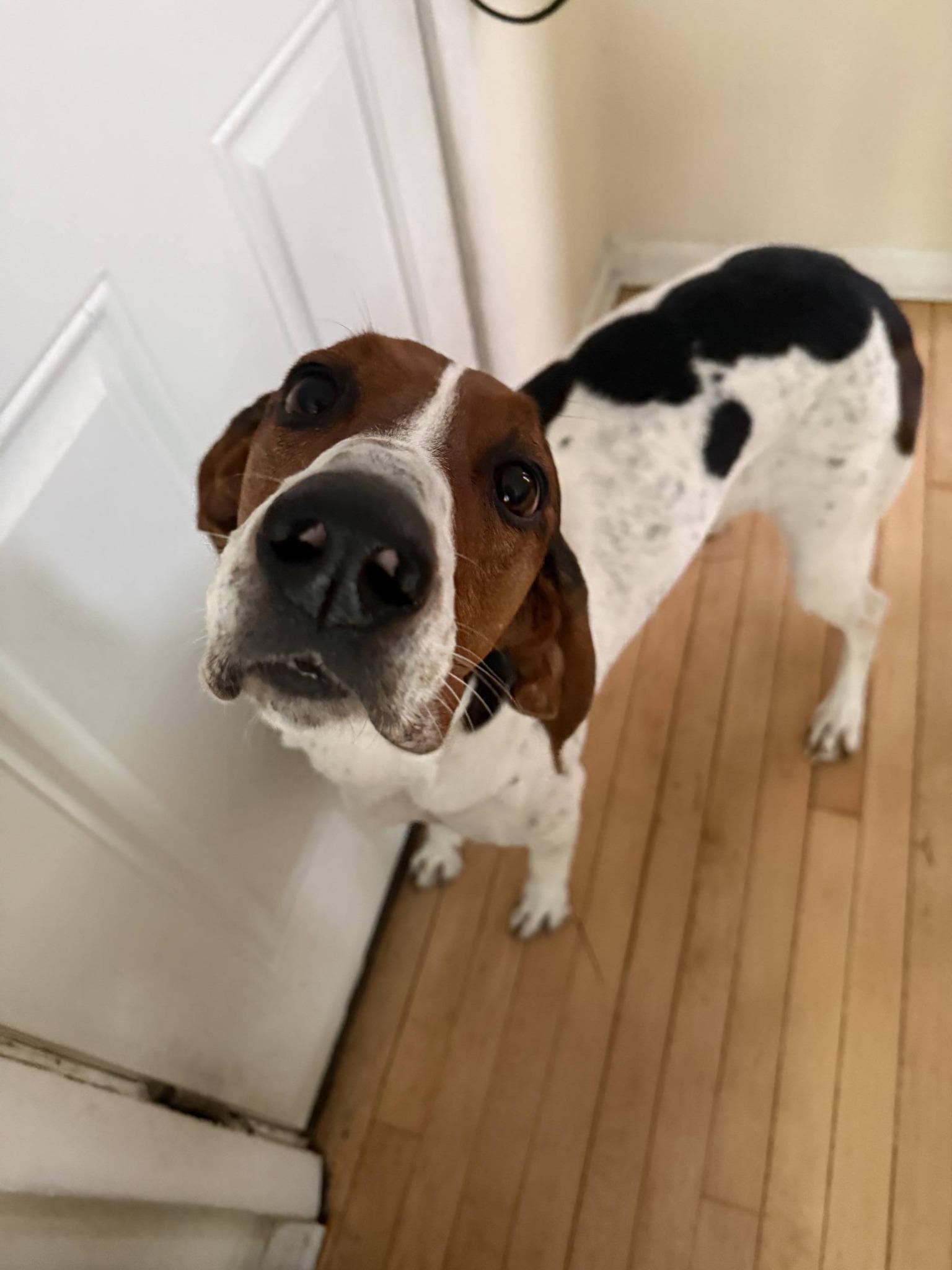 Velcro aka Velly, adoptable, Young Female Treeing Walker Coonhound.