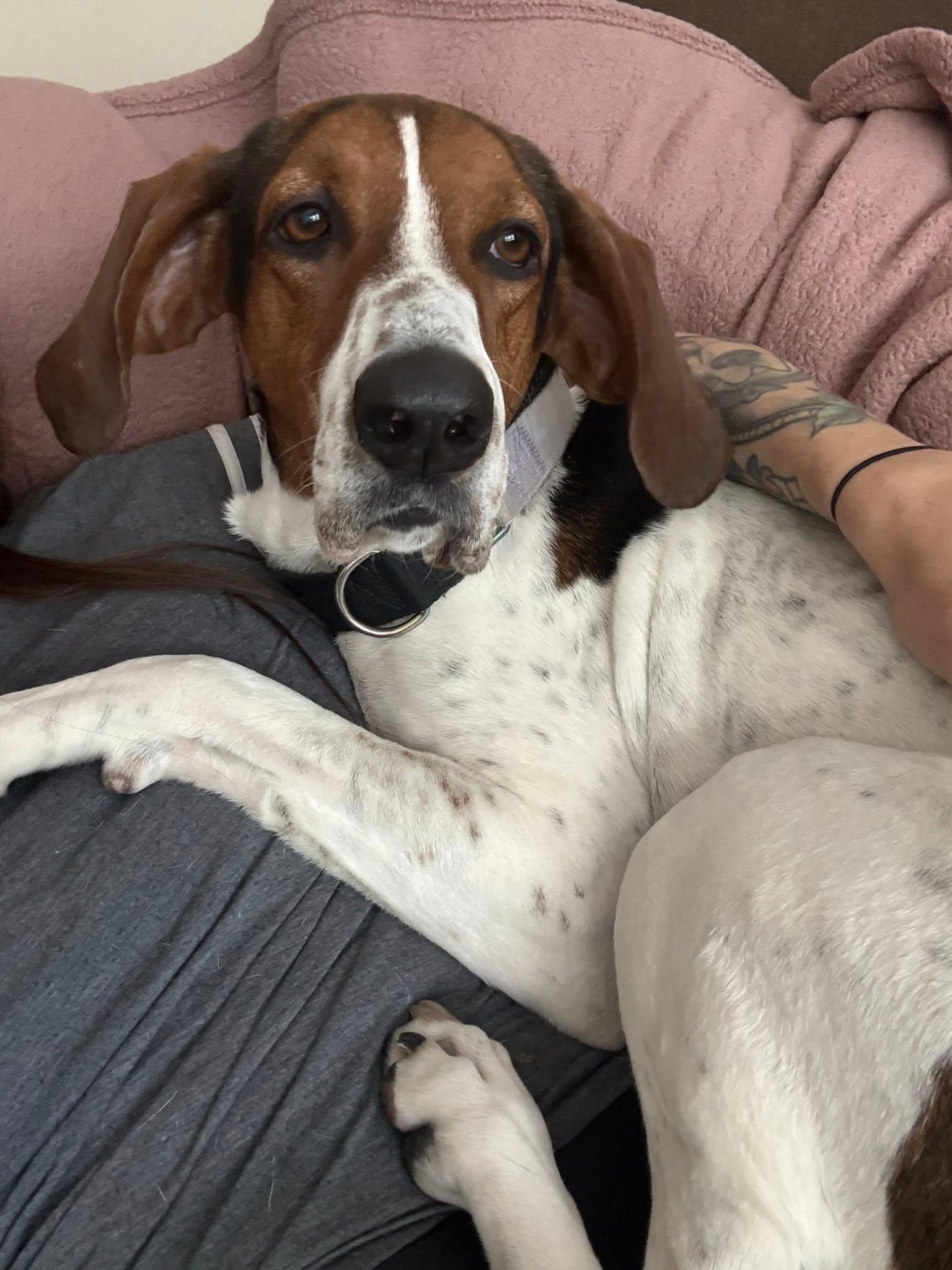 Velcro aka Velly, an adoptable Treeing Walker Coonhound in Valparaiso, IN image 4/6