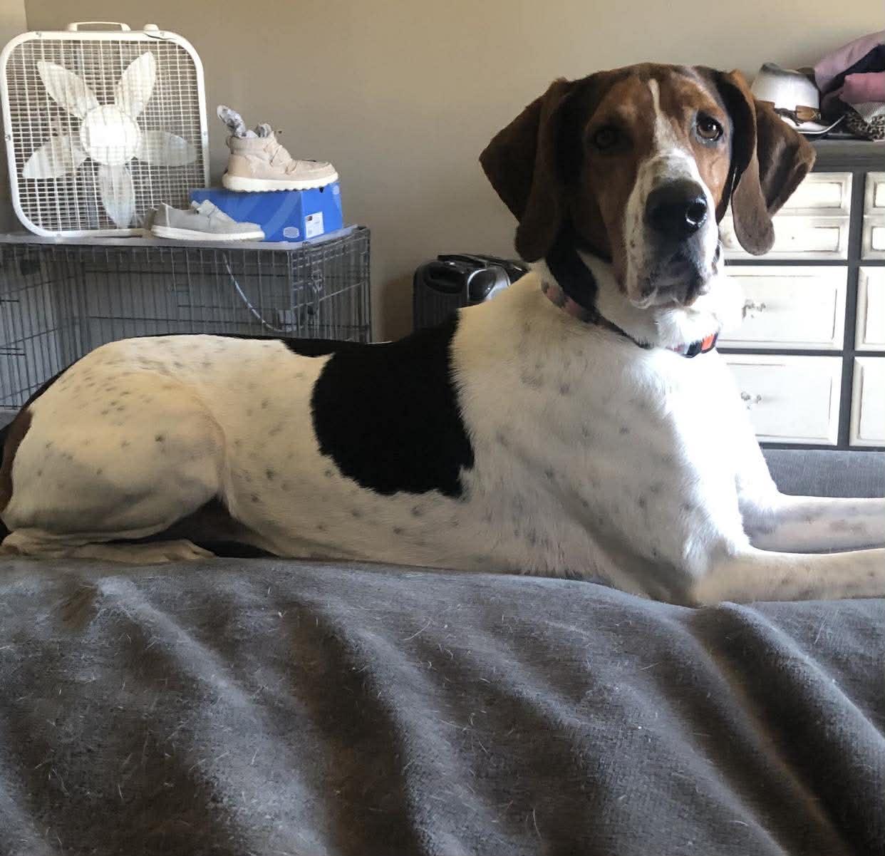 Velcro aka Velly, an adoptable Treeing Walker Coonhound in Knox, IN image 4/6