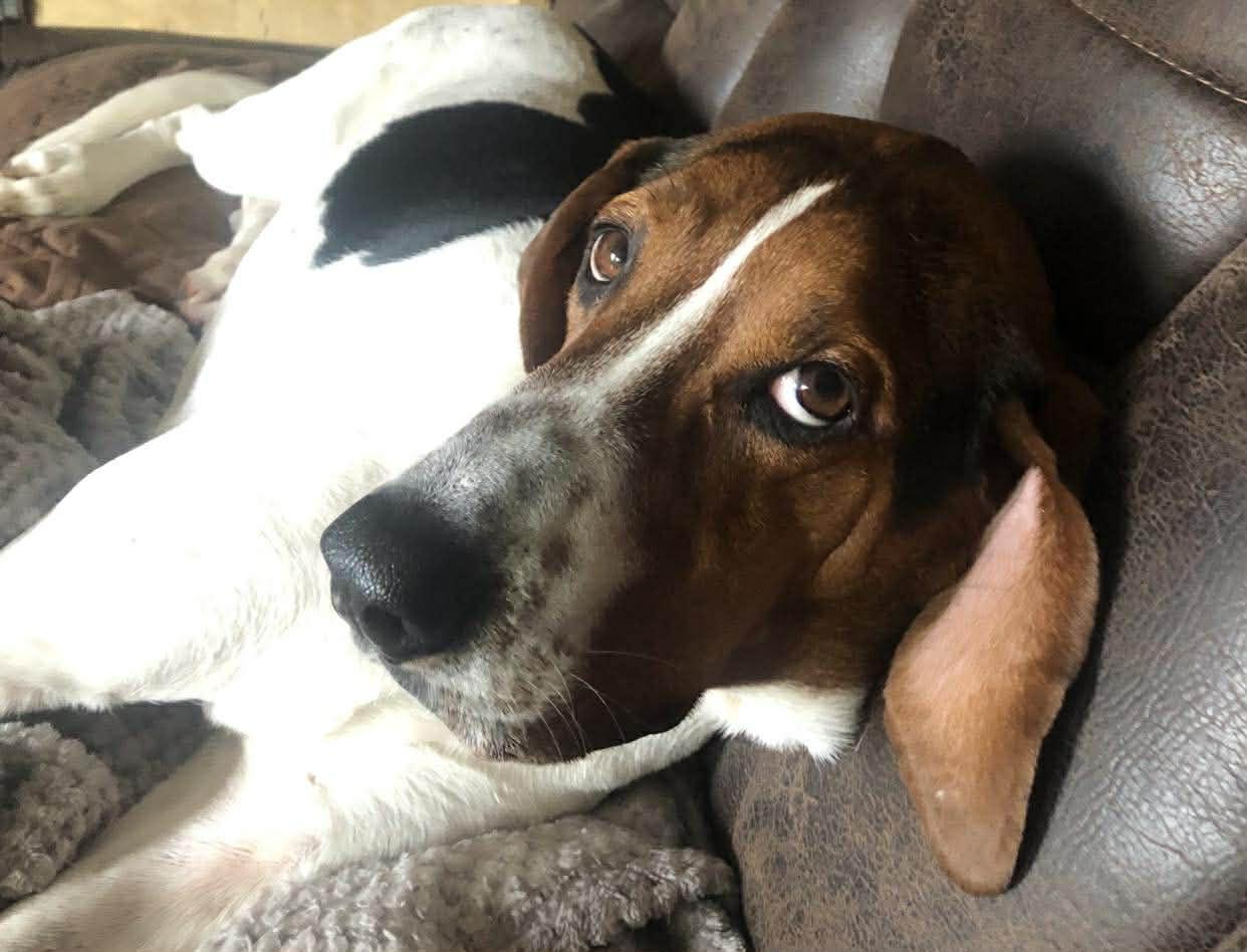 Velcro aka Velly, adoptable, Young Female Treeing Walker Coonhound.