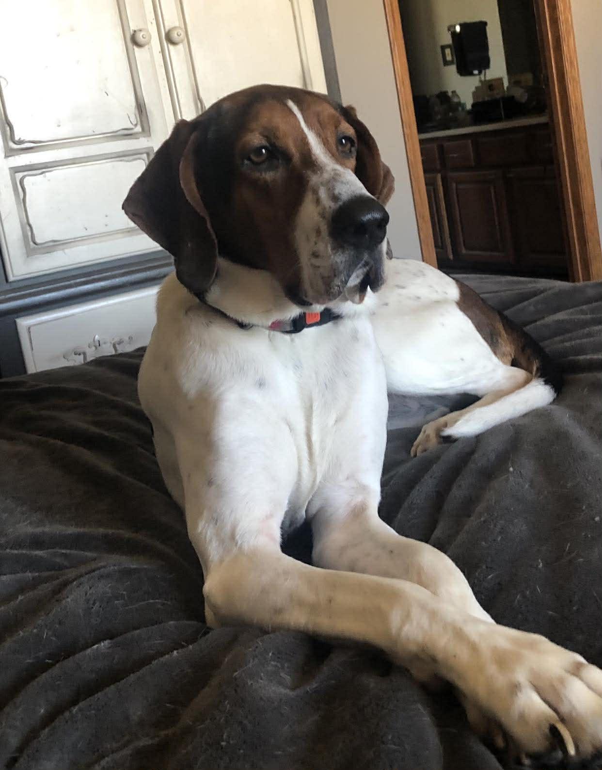 Velcro aka Velly, an adoptable Treeing Walker Coonhound in Knox, IN image 3/6