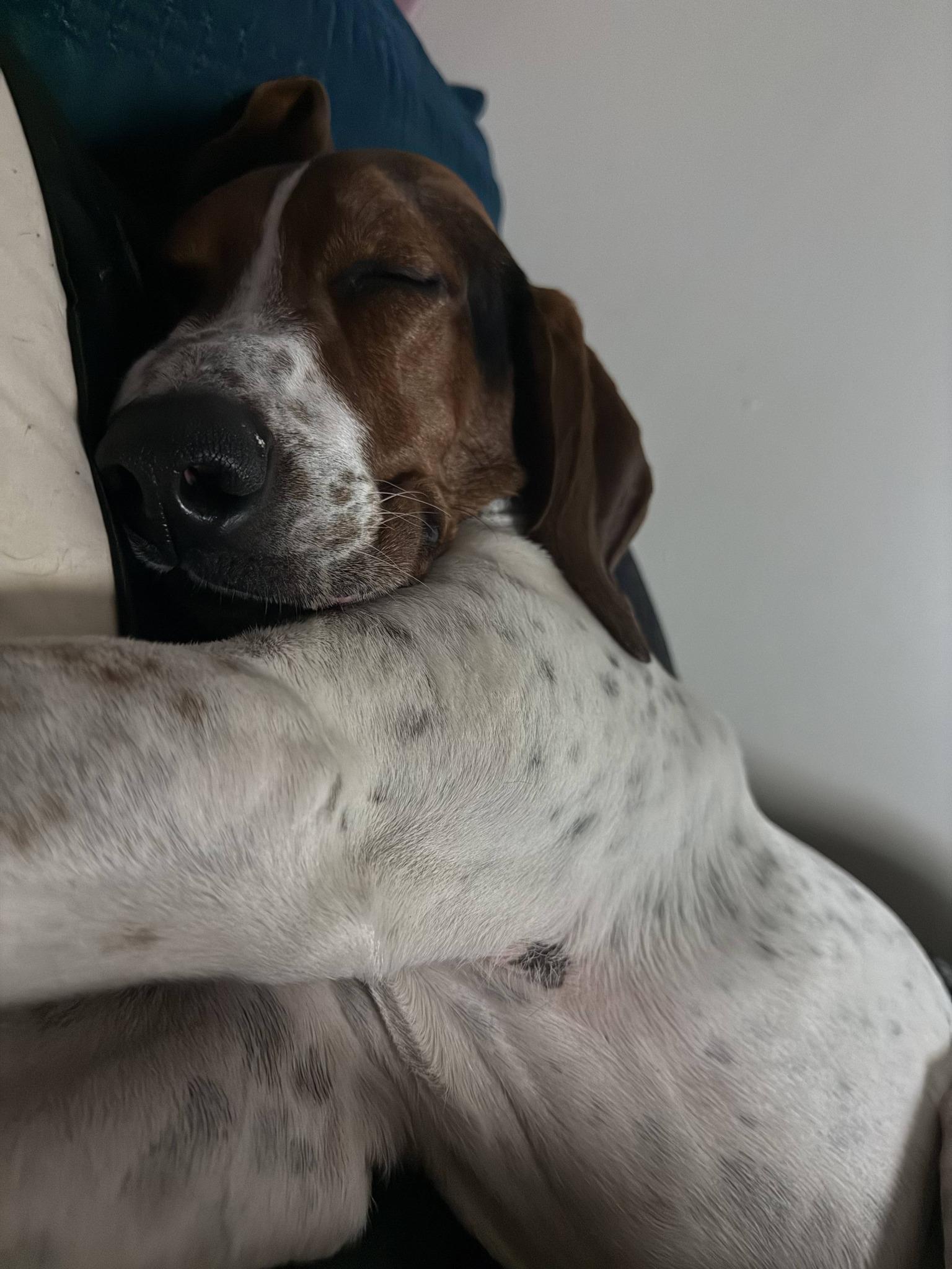 Velcro aka Velly, an adoptable Treeing Walker Coonhound in Valparaiso, IN image 5/6