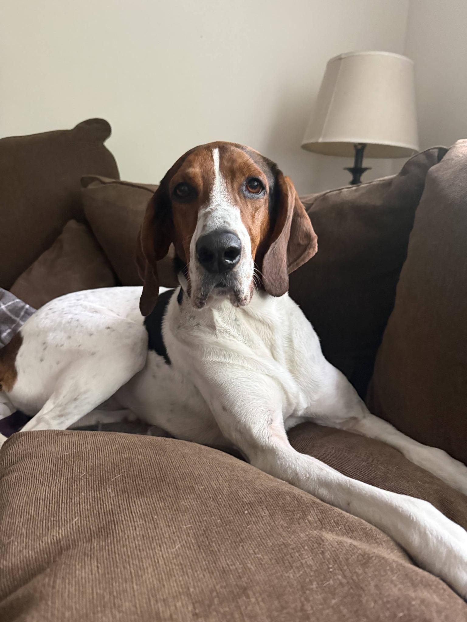 Velcro aka Velly, an adoptable Treeing Walker Coonhound in Valparaiso, IN image 6/6