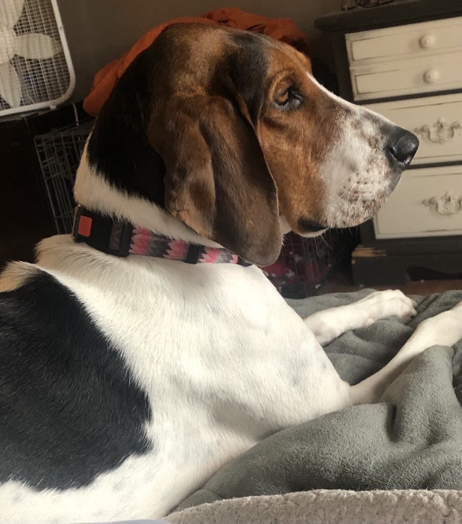 Enlarge Velcro aka Velly, a Adoptable Treeing Walker Coonhound in Rockford, IL image 6/6