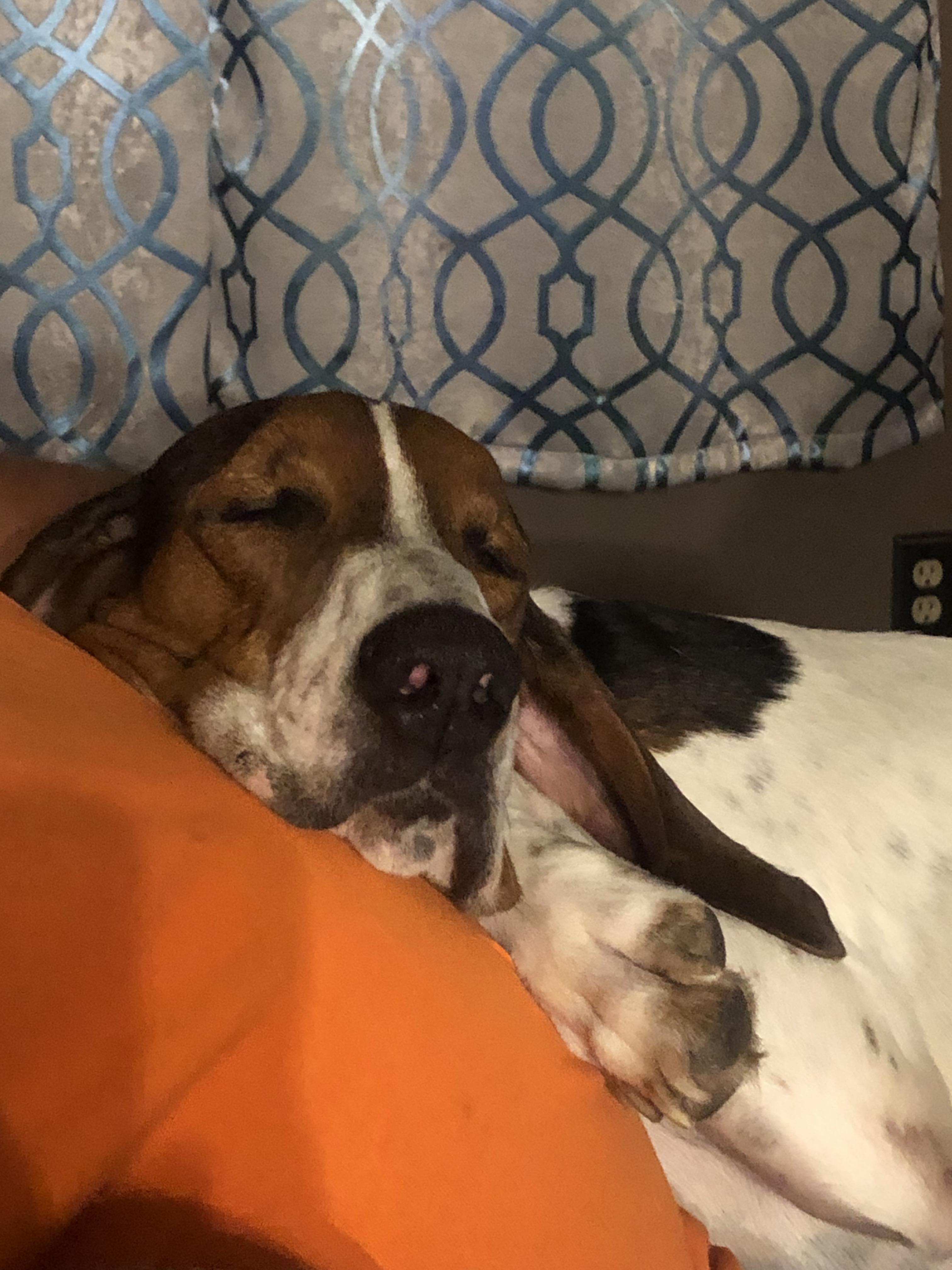 Enlarge Velcro aka Velly, a Adoptable Treeing Walker Coonhound in Rockford, IL image 1/6