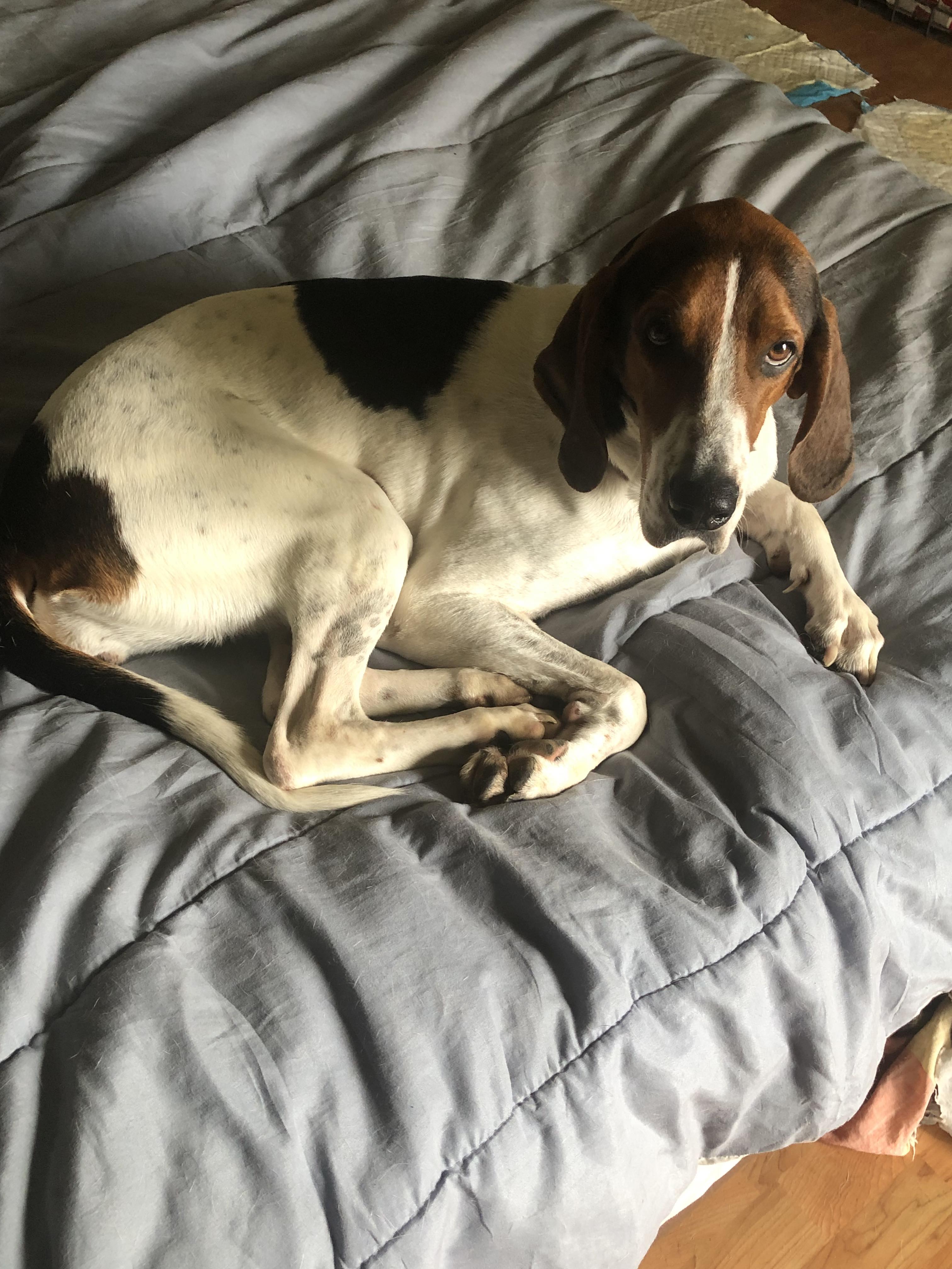 Enlarge Velcro aka Velly, a Adoptable Treeing Walker Coonhound in Rockford, IL image 3/6