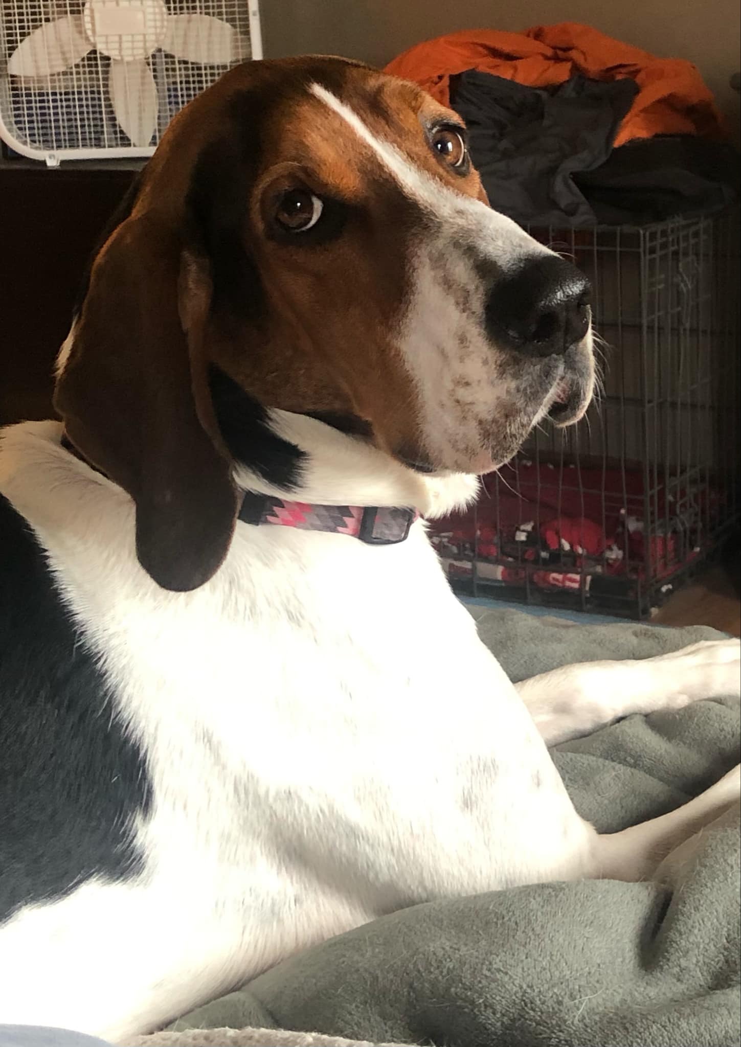 Enlarge Velcro aka Velly, a Adoptable Treeing Walker Coonhound in Rockford, IL image 2/6