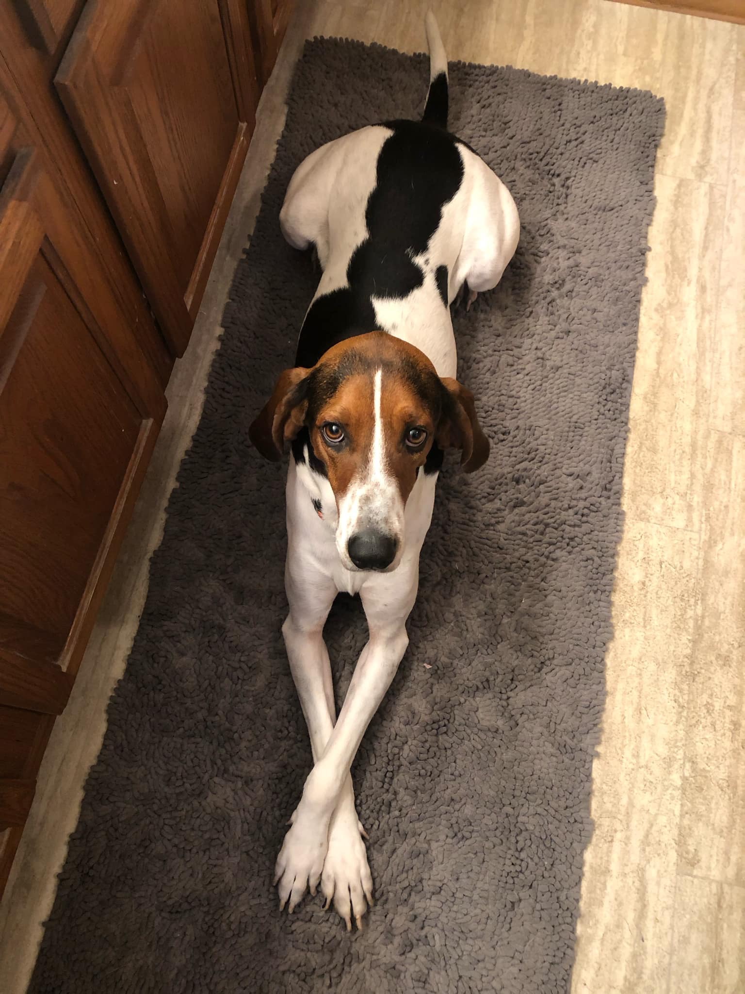 Enlarge Velcro aka Velly, a Adoptable Treeing Walker Coonhound in Rockford, IL image 5/6