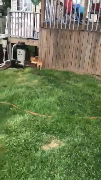 Enlarge Velcro aka Velly, an adoptable Treeing Walker Coonhound in Knox, IN video 6/6