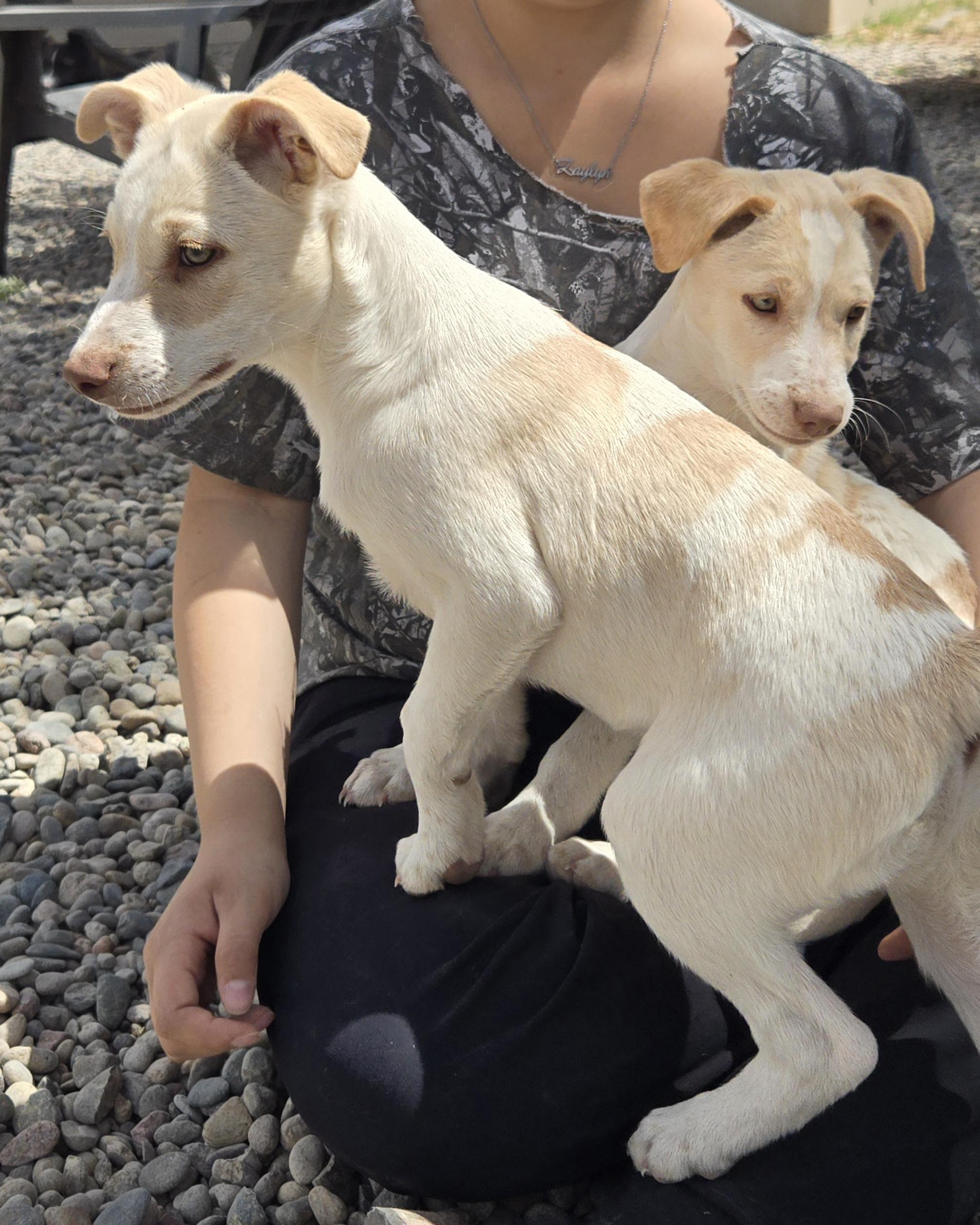 Enlarge **CANYON - Read bio below, a ADOPTABLE mixed breed in Peralta, NM image 2/6