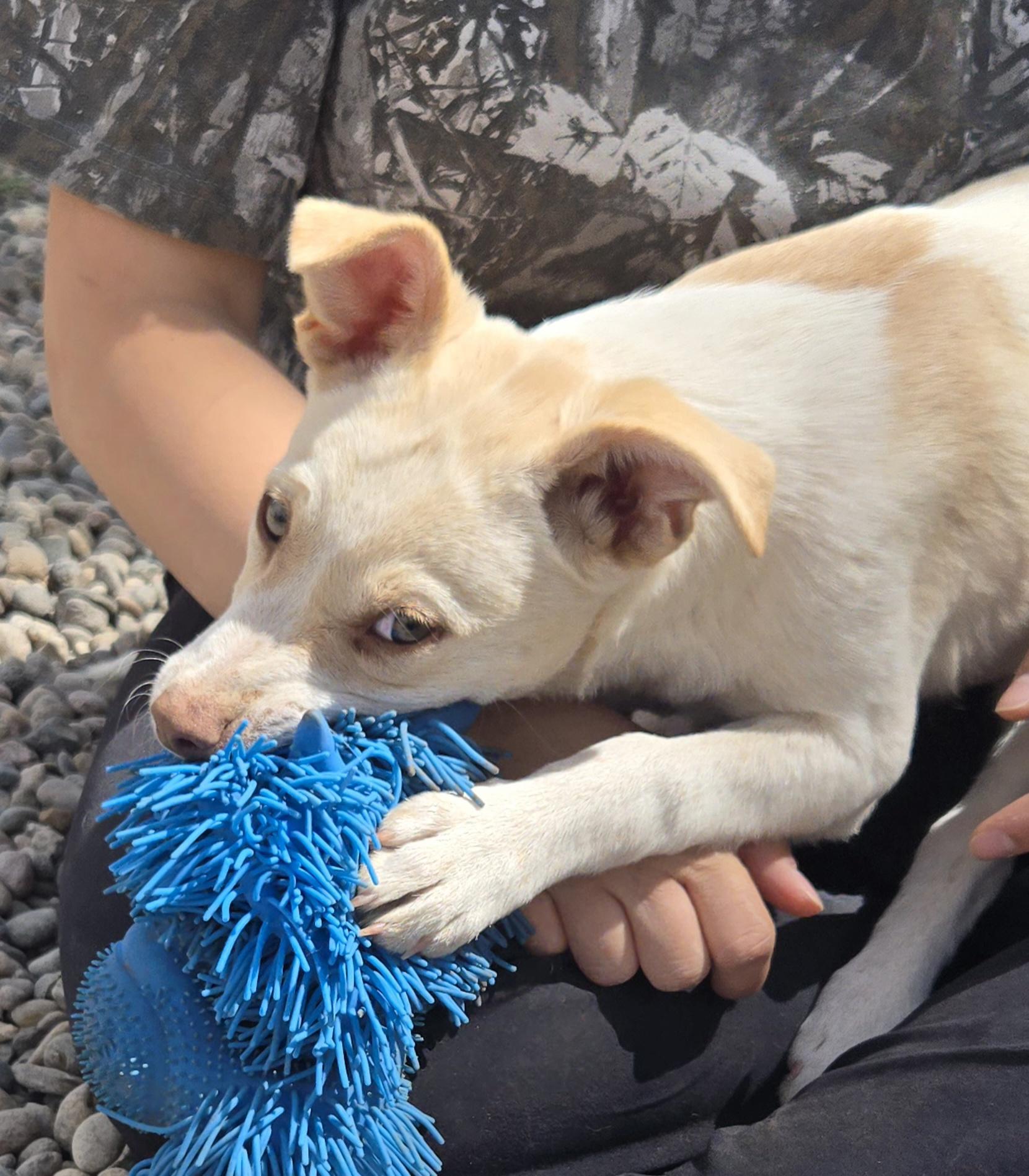 Enlarge **CANYON - Read bio below, a ADOPTABLE mixed breed in Peralta, NM image 1/6