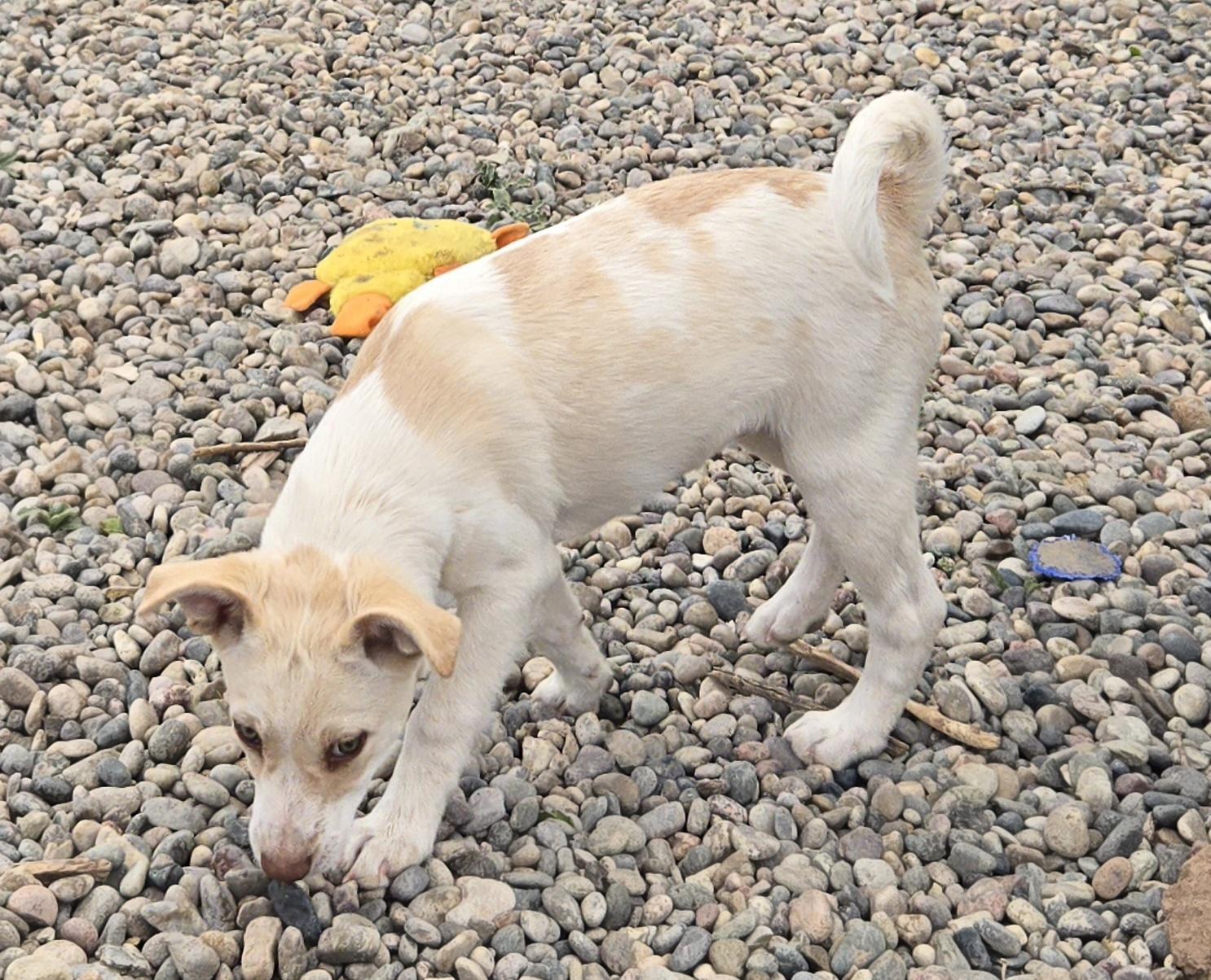 Enlarge **CANYON - Read bio below, a ADOPTABLE mixed breed in Peralta, NM image 5/6
