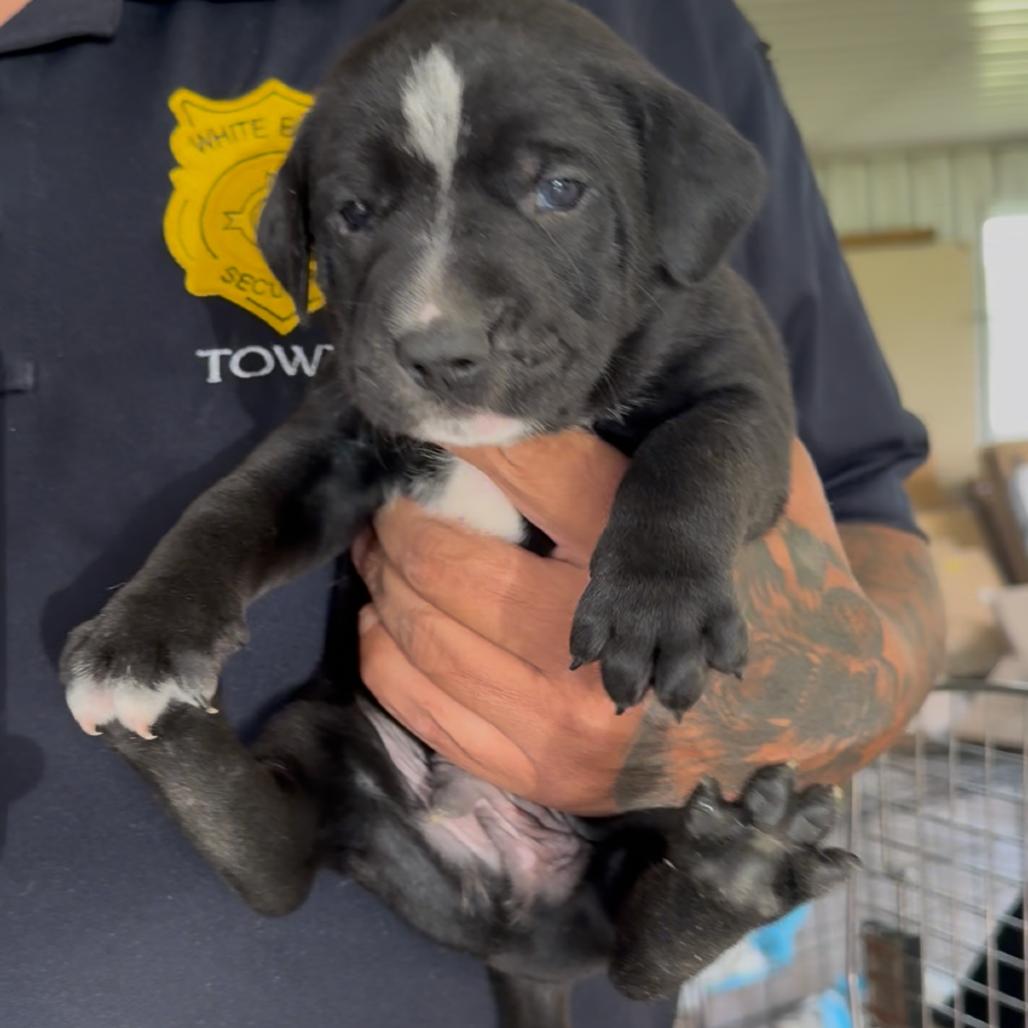 Pahlle, Adoptable, Puppy Male Pit Bull Terrier & Mixed Breed.