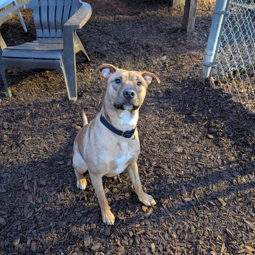 Enlarge Laszlo, a Adoptable Pit Bull Terrier in Tacoma, WA image 1/3