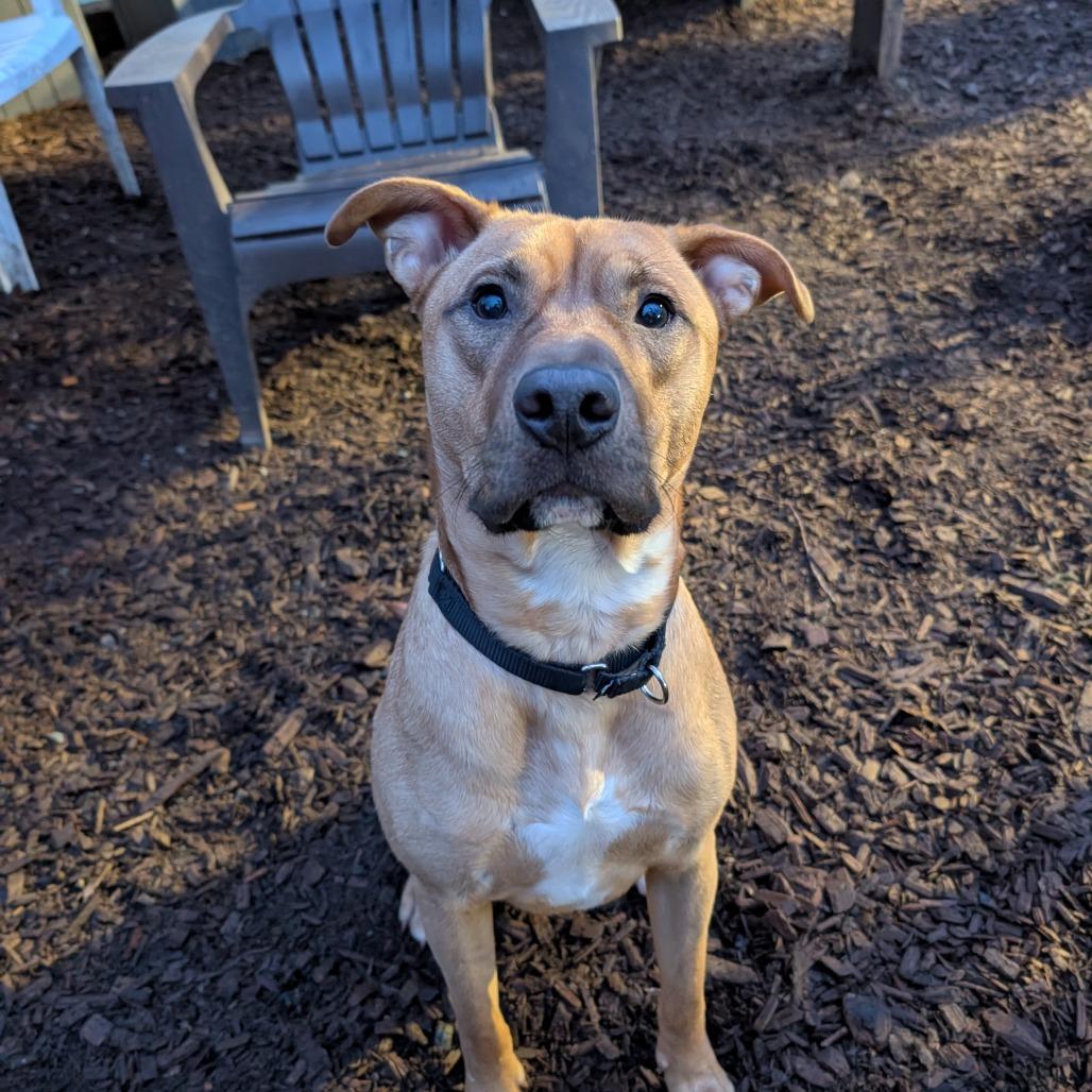 Enlarge Laszlo, a Adoptable Pit Bull Terrier in Tacoma, WA image 3/3