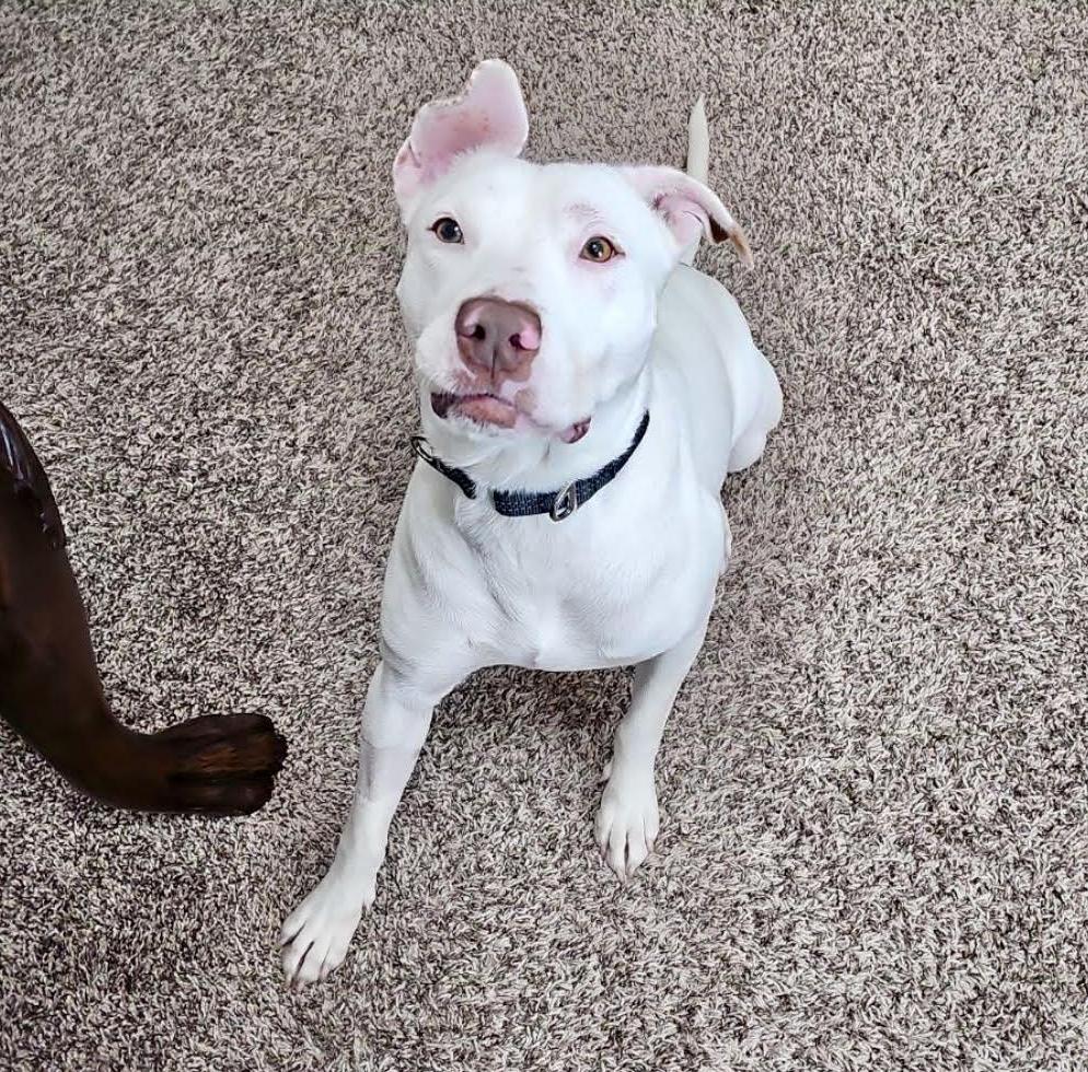Wiggles, Adult Male Terrier