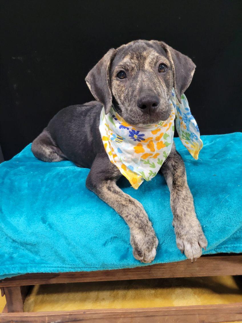 Enlarge Femi, a Adoptable mixed breed in South Portland, ME image 1/4