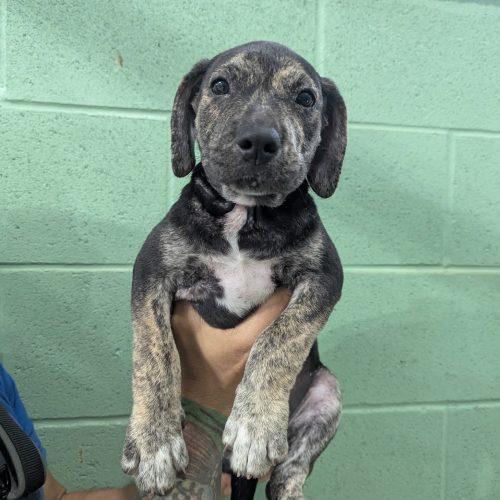 Enlarge Femi, a Adoptable mixed breed in South Portland, ME image 4/4