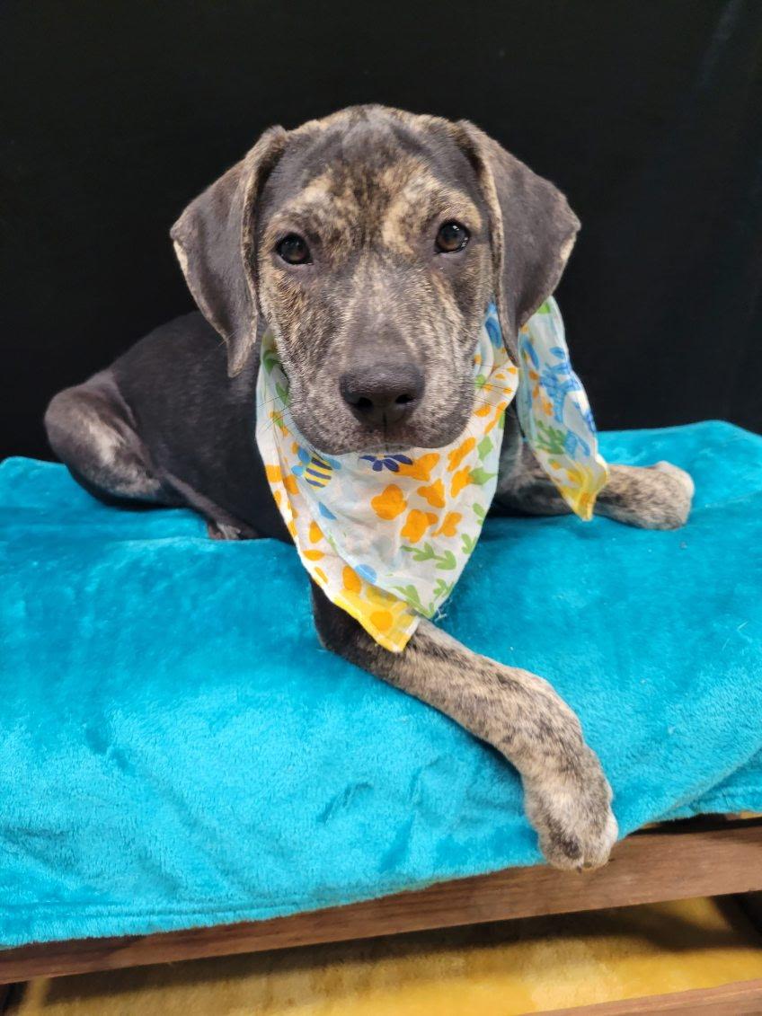 Enlarge Femi, a Adoptable mixed breed in South Portland, ME image 2/4