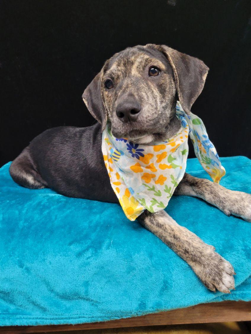 Enlarge Femi, a Adoptable mixed breed in South Portland, ME image 3/4