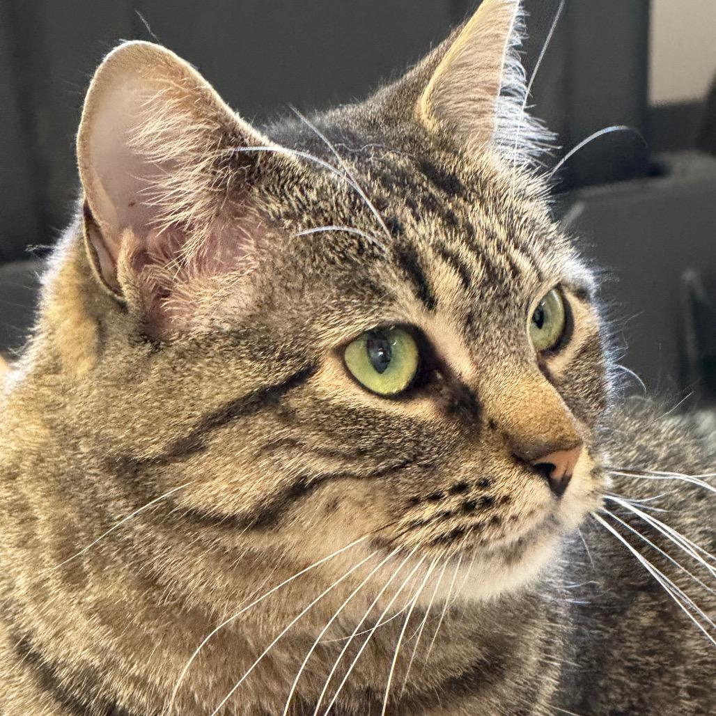 Sprocket ARC2025-438, Adoptable, Adult Female Domestic Short Hair.
