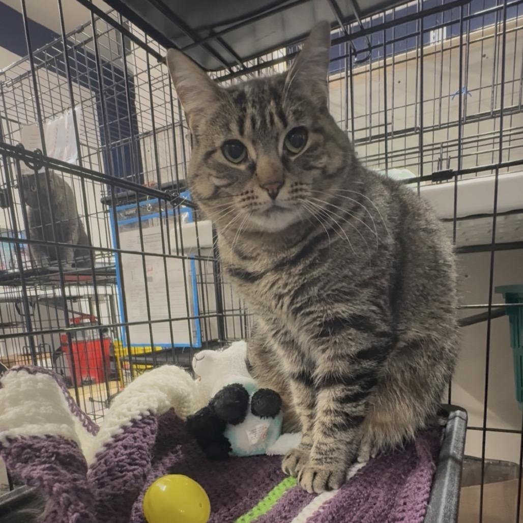 Enlarge Sprocket ARC2025-438, a Adoptable Domestic Short Hair in Akron, NY image 2/5