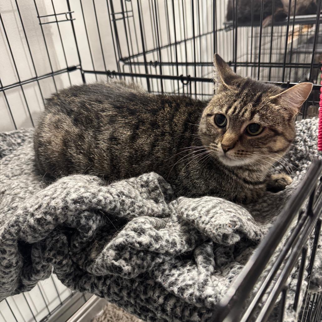 Enlarge Sprocket ARC2025-438, a Adoptable Domestic Short Hair in Akron, NY image 3/5