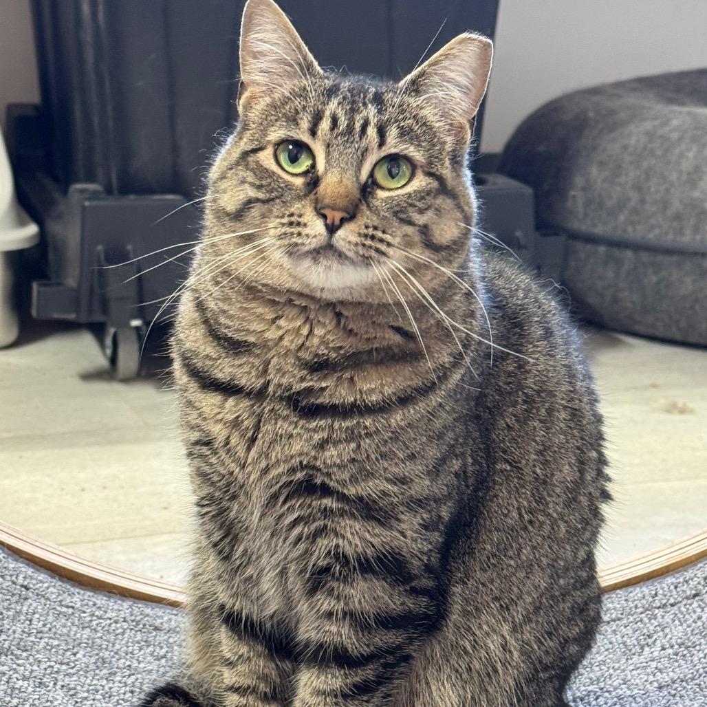 Enlarge Sprocket ARC2025-438, a Adoptable Domestic Short Hair in Akron, NY image 4/5