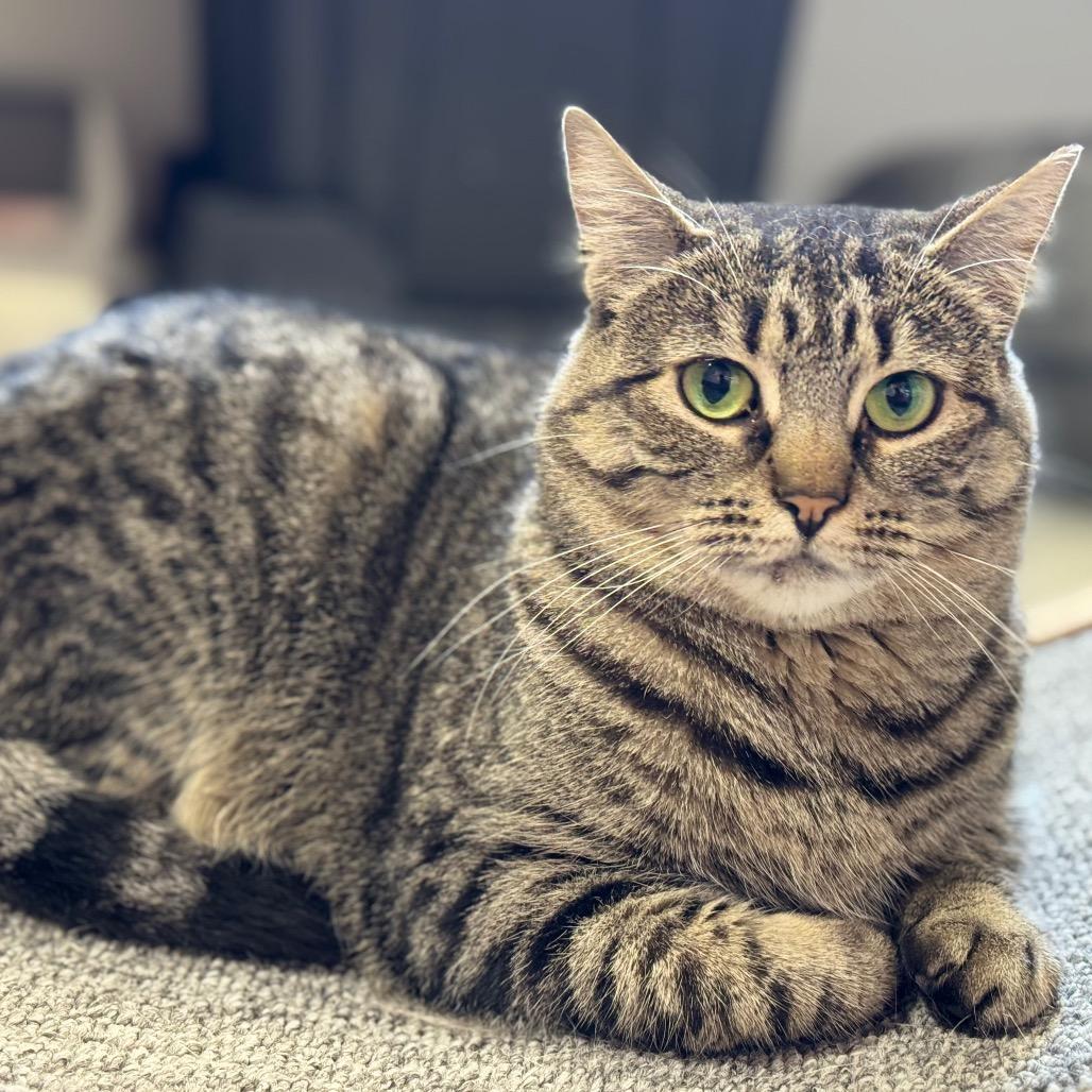 Enlarge Sprocket ARC2025-438, a Adoptable Domestic Short Hair in Akron, NY image 5/5